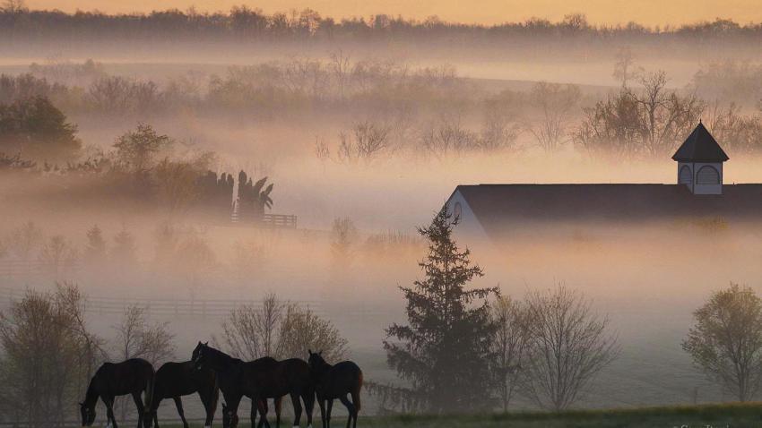 00284 foggyhorsefarm 2560x1440
