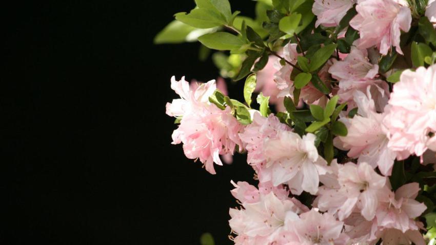 00352 flowerwall 2560x1440