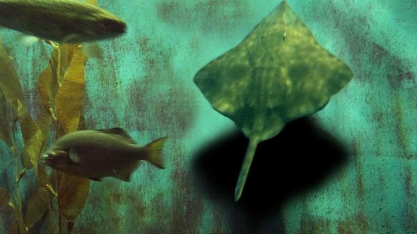 00393 stingraysamba 2560x1440