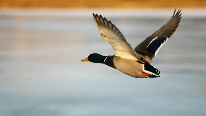 00422 duckmidflight 2560x1440