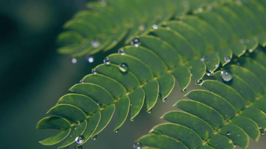 00533 moistmimosa 2560x1440