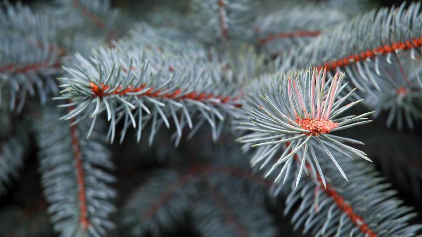 00577 pineneedles 2560x1440
