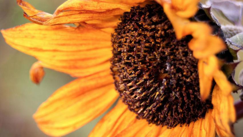 00593 autumnsunflower 2560x1440
