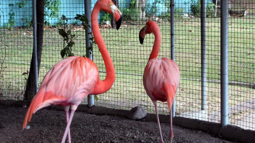 00684 trappedflamingos 2560x1440