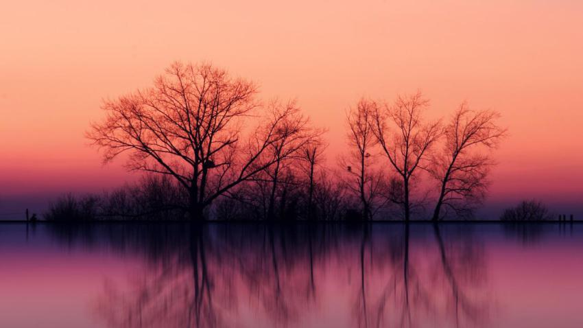 00696 treesatdusk 2560x1440