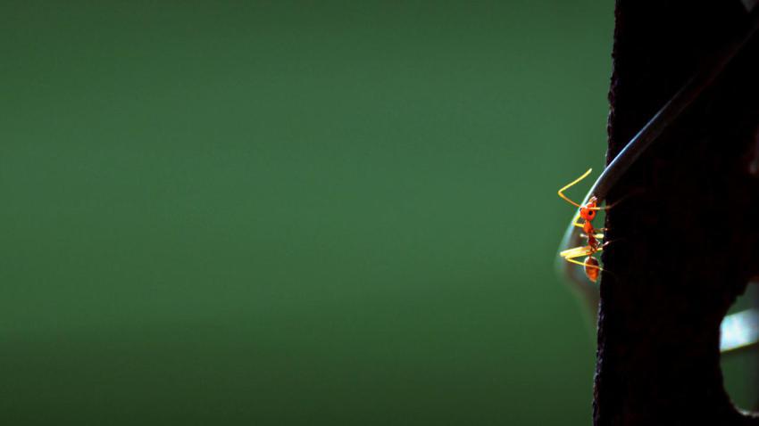 00749 fireant 2560x1440