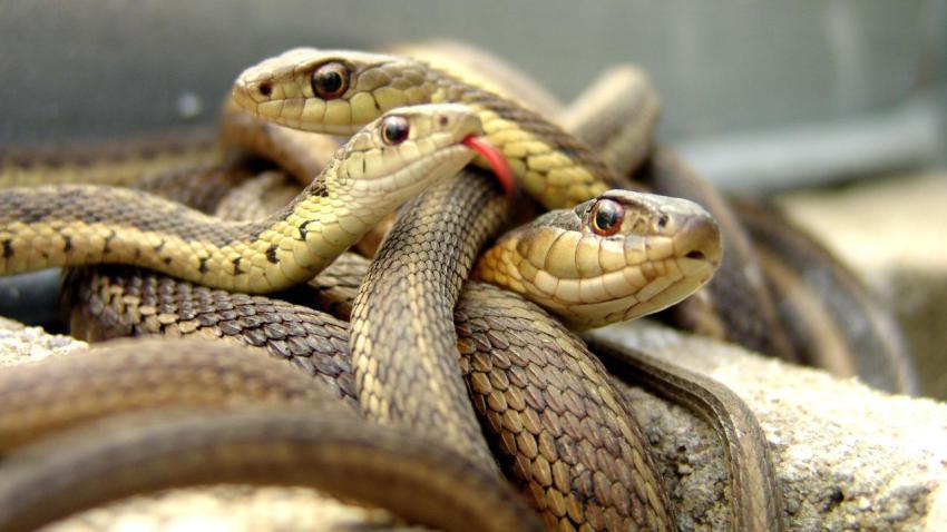 00763 whydidithavetobesnakes 2560x1440