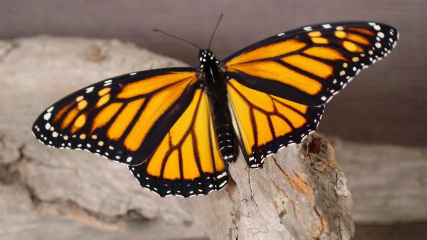 00769 butterflyrepose 2560x1440