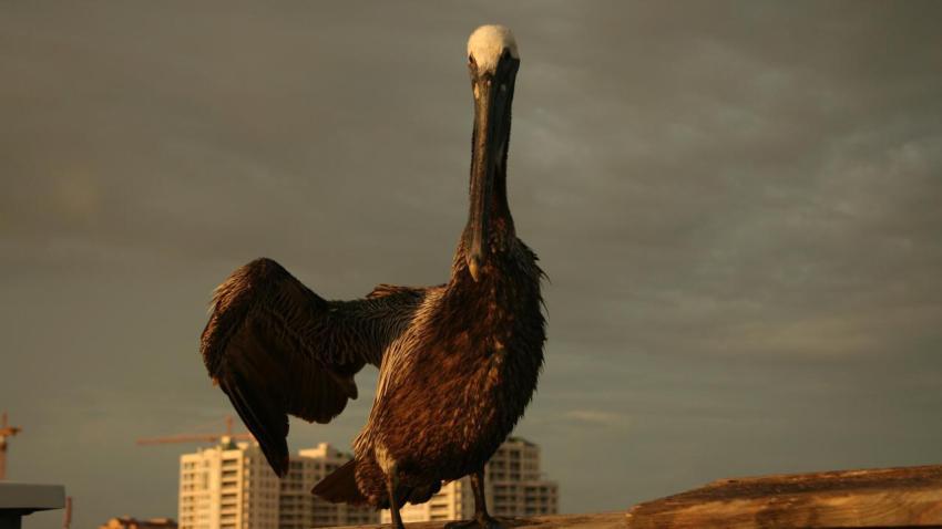 00815 hellopelican 2560x1440