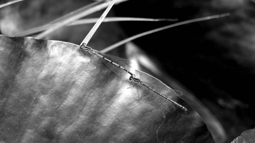 00860 dragonflies 2560x1440