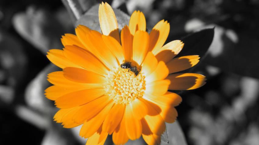 00877 goldenflower 2560x1440