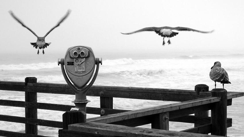00898 threebirdsonapier 2560x1440