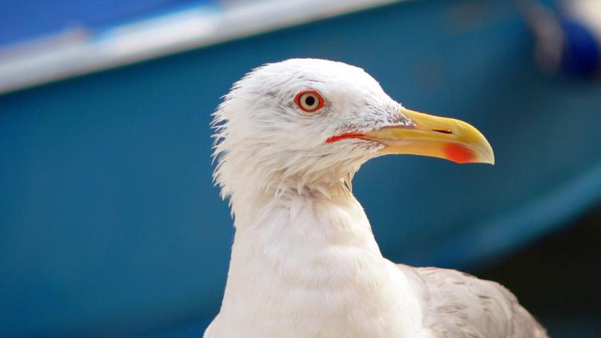 00901 seagullinvenice 2560x1440