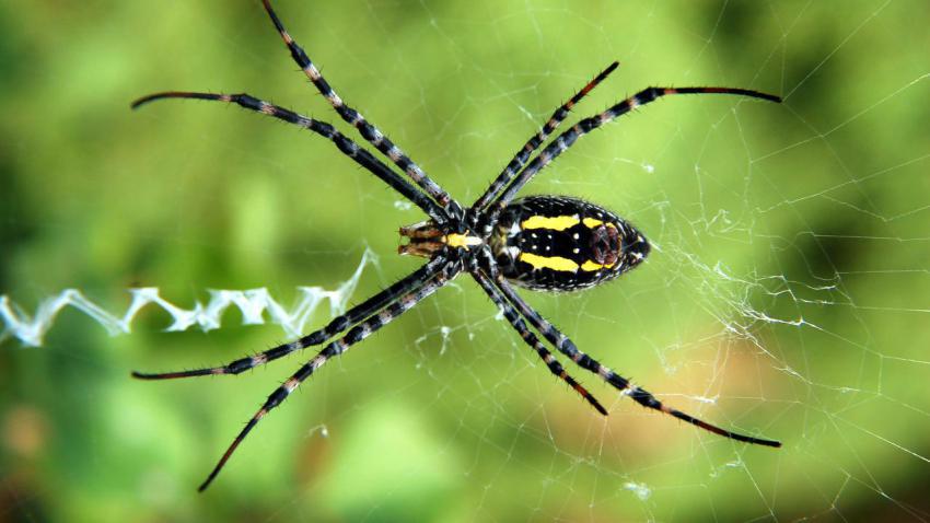 00918 backyardspider 2560x1440