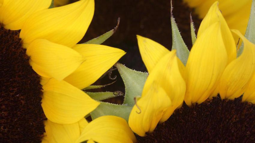 00941 sunflowers 2560x1440