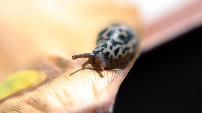00996 mrslug 2560x1440