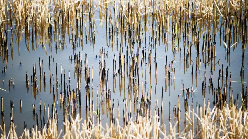 01034 ricefields 2560x1440
