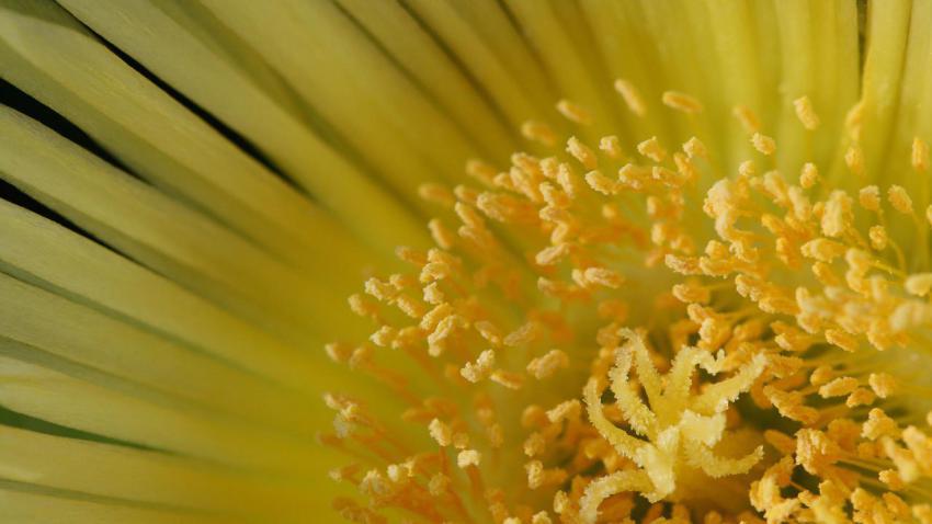 01131 yellow 2560x1440