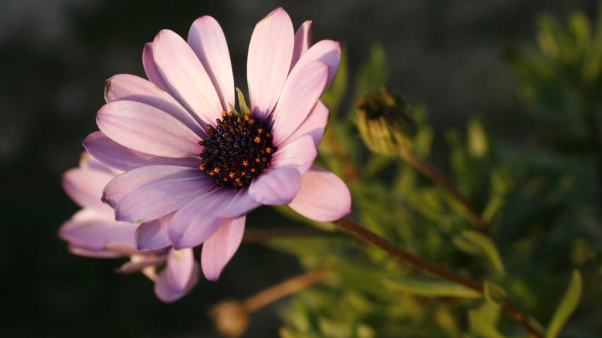 01147 myfirstviolet 2560x1440