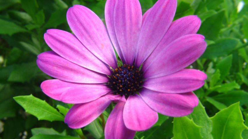 01214 purpleflower 2560x1440