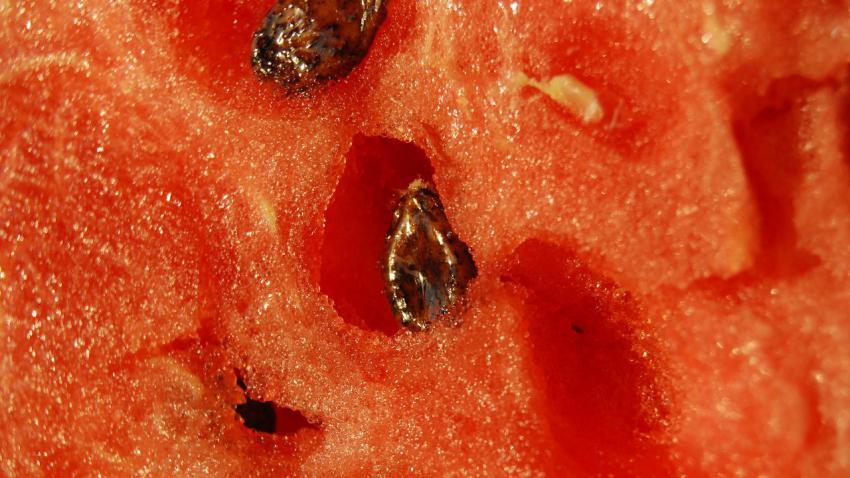 01307 watermelon 2560x1440