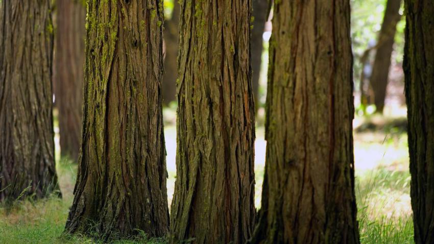 01371 yosemitewoods 2560x1440