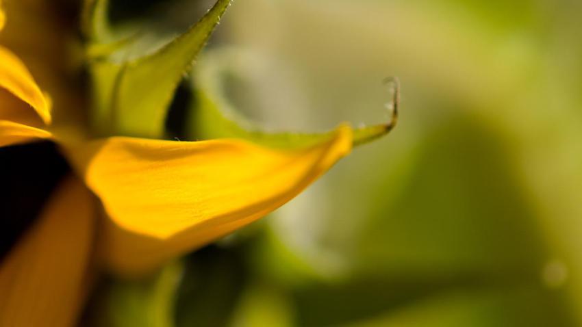 01449 sunflower 2560x1440