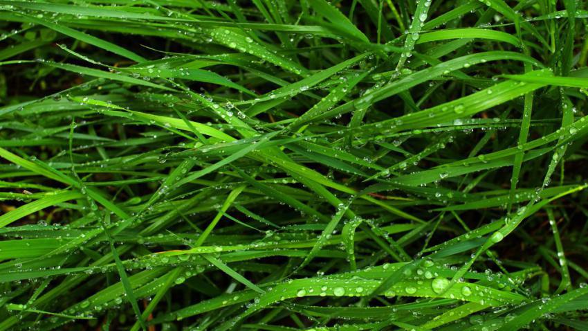 01454 greenforever 2560x1440