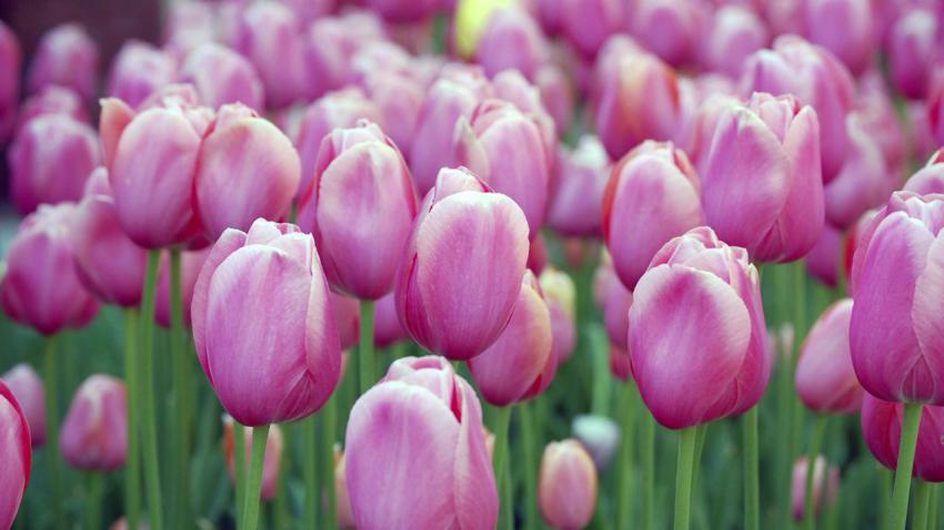 01459 pinkblosmitulips 2560x1440