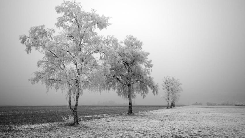 01465 frozentree 2560x1440