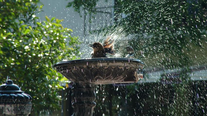 01480 birdshower 2560x1440
