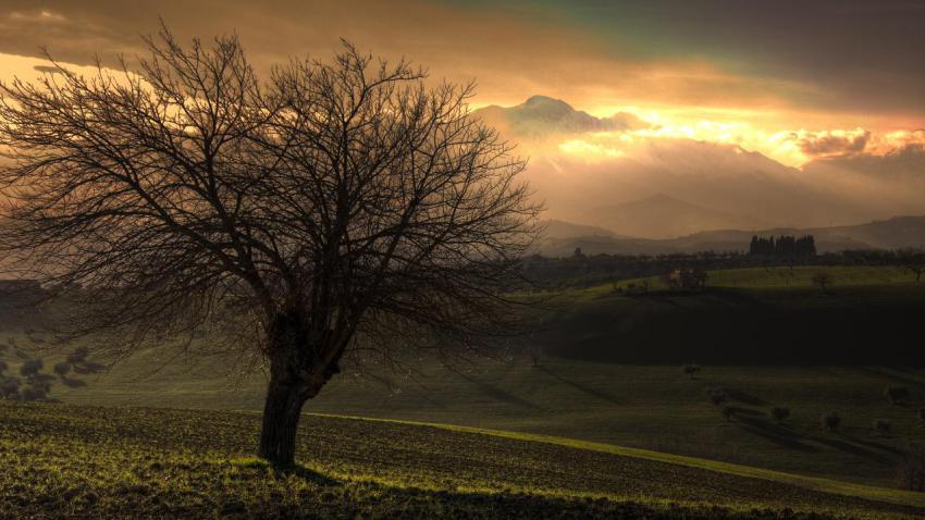 01489 treeandthemountain 2560x1440