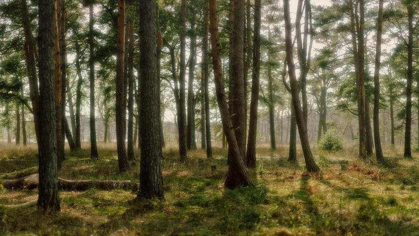 01550 dreamforest 2560x1440