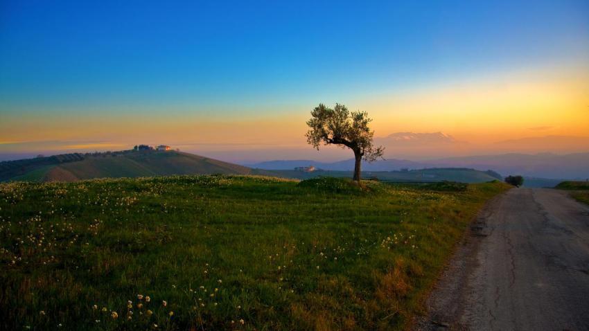 01552 treeandthesunset 2560x1440