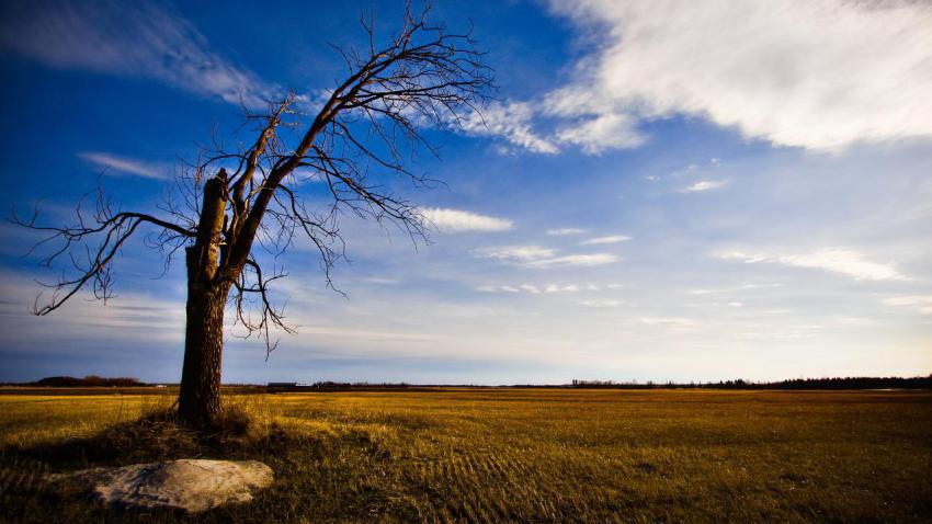 01555 theoldlonelytree 2560x1440
