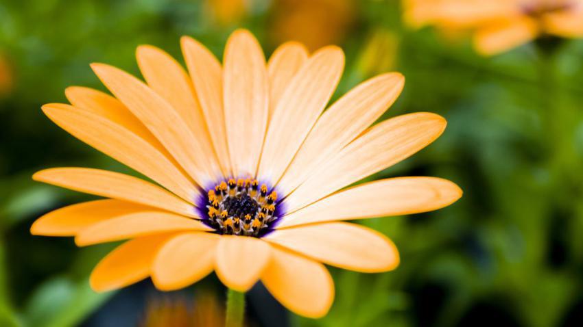 01570 fragileelegance 2560x1440