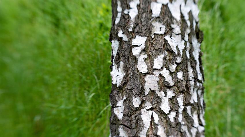 01619 texturedtree 2560x1440