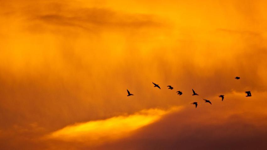 01680 sunsetandbirds 2560x1440