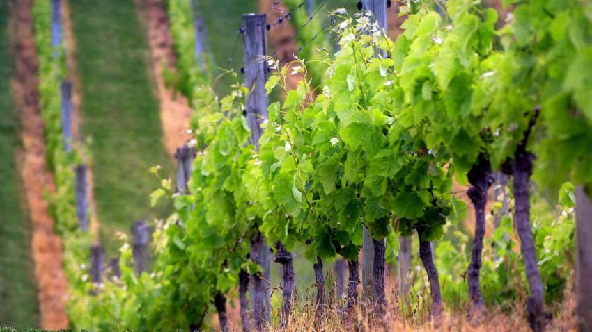 01738 babywine 2560x1440