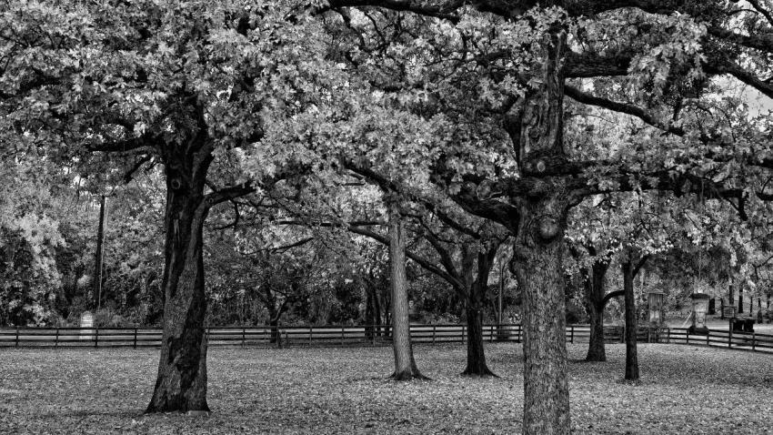 01761 woodyacres 2560x1440