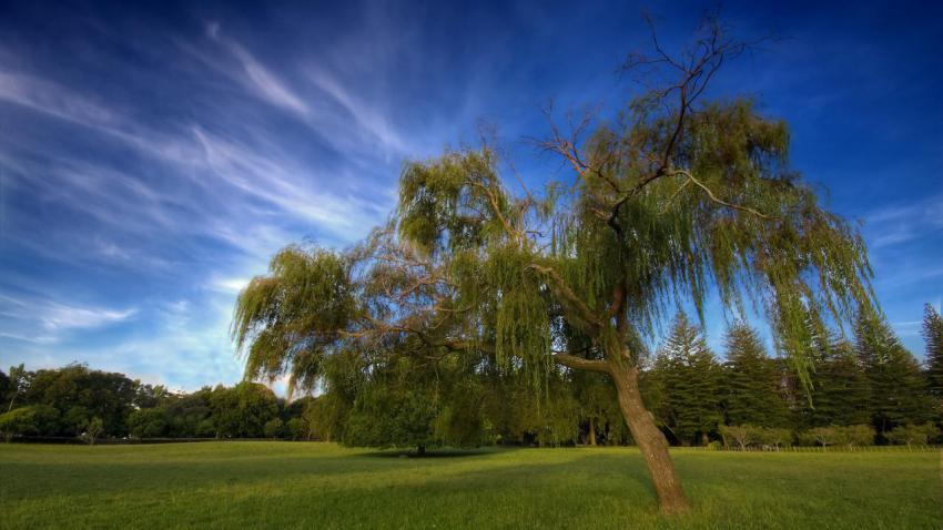 01811 willow 2560x1440