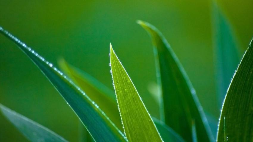 01821 leafwithwaterdrops 2560x1440
