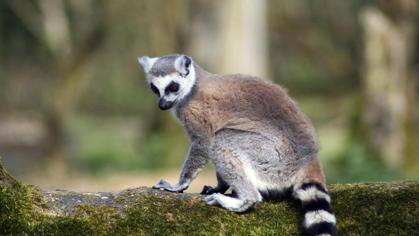 FOTA Wildlife-Park - 49