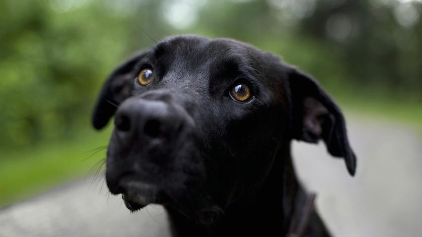 01883 samedog 2560x1440