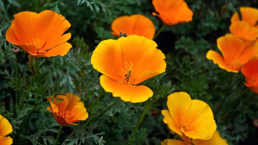 01889 goldenstatepoppies 2560x1440