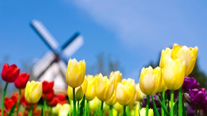 01895 smellofholland 2560x1440