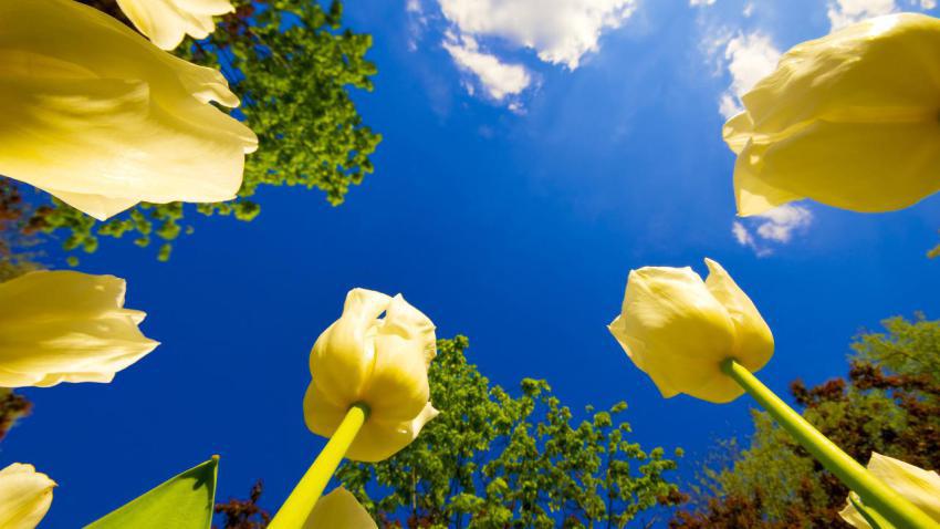 01894 tuliprace 2560x1440