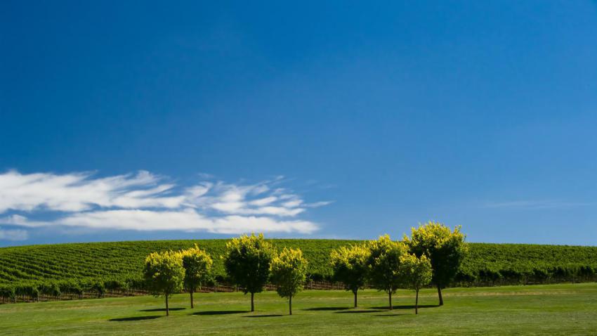 01903 summervines 2560x1440