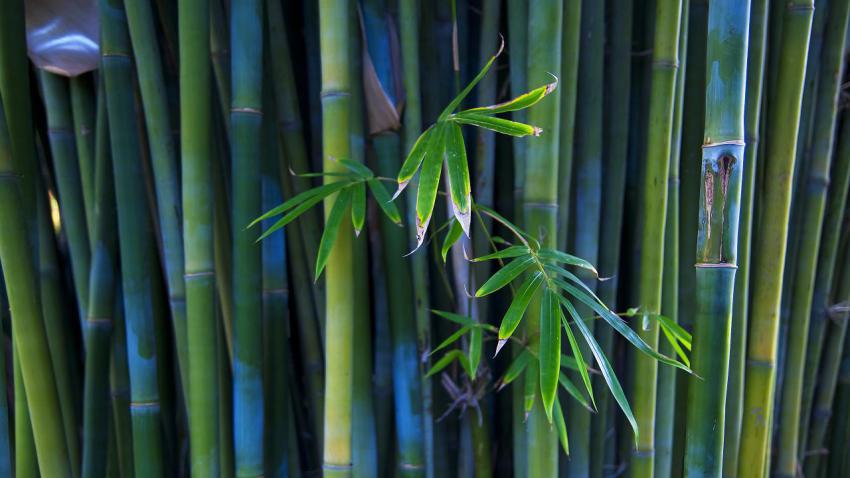 01905 bamboo 2560x1440