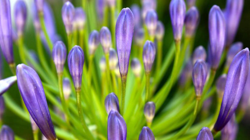 01915 likethisflowers 2560x1440